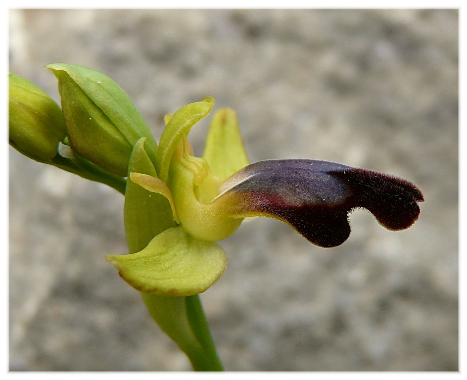 Ophrys lupercalis (gruppo O. fusca)